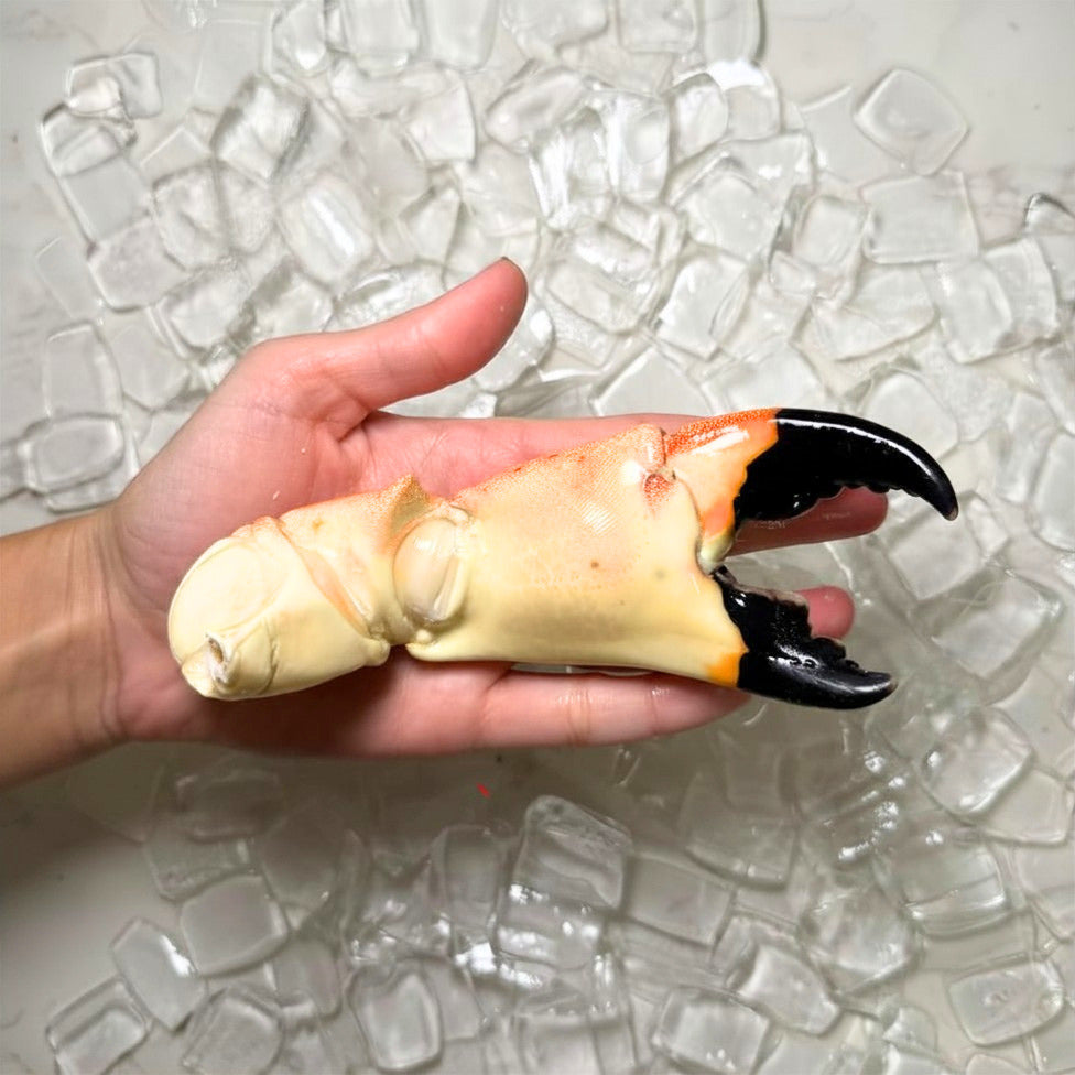 Jumbo Sone Crab Claw in hand