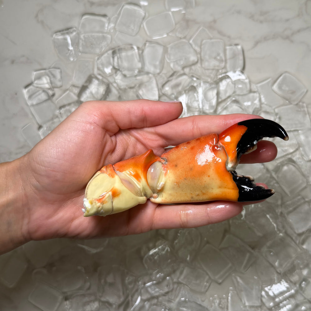 Image of Large Stone Crab Claws