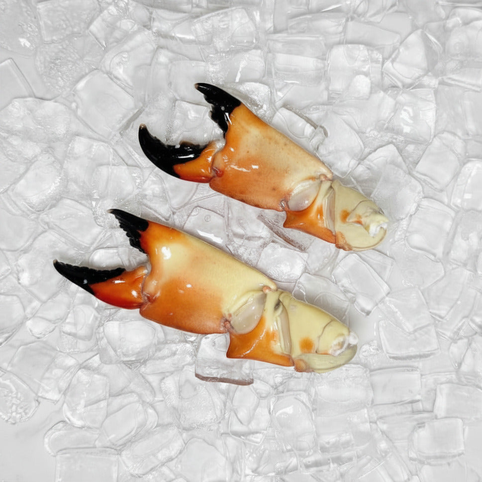 Image of Large Stone Crab Claws - Large stone crab claw back view