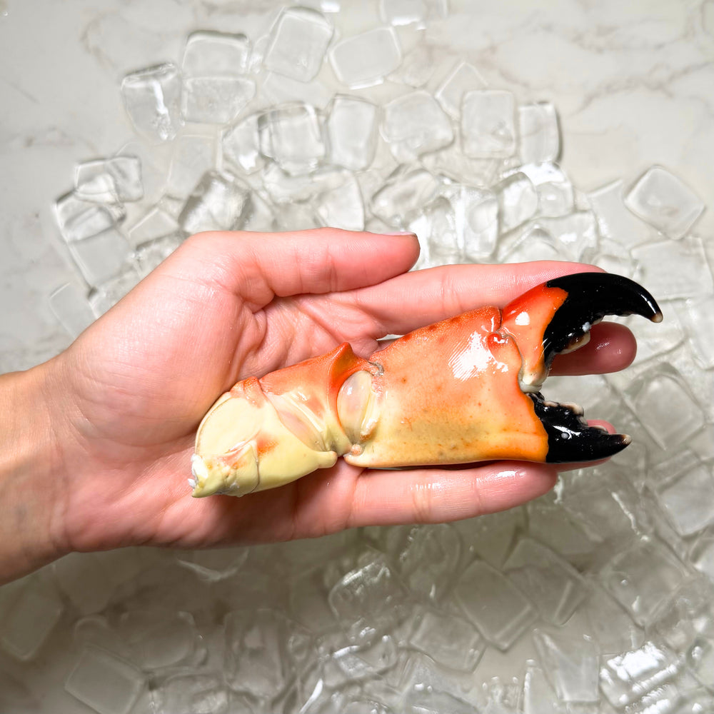 Image of Large Stone Crab Claws - large stone crab claw in hand