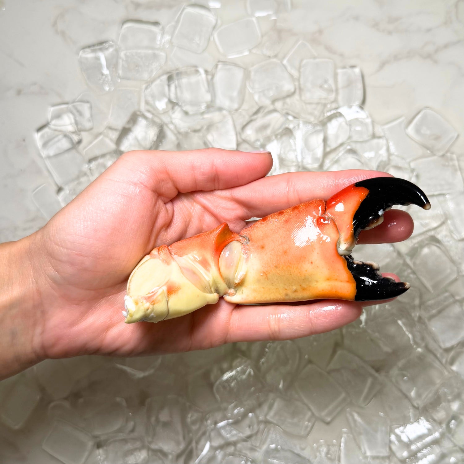 large stone crab claw in hand