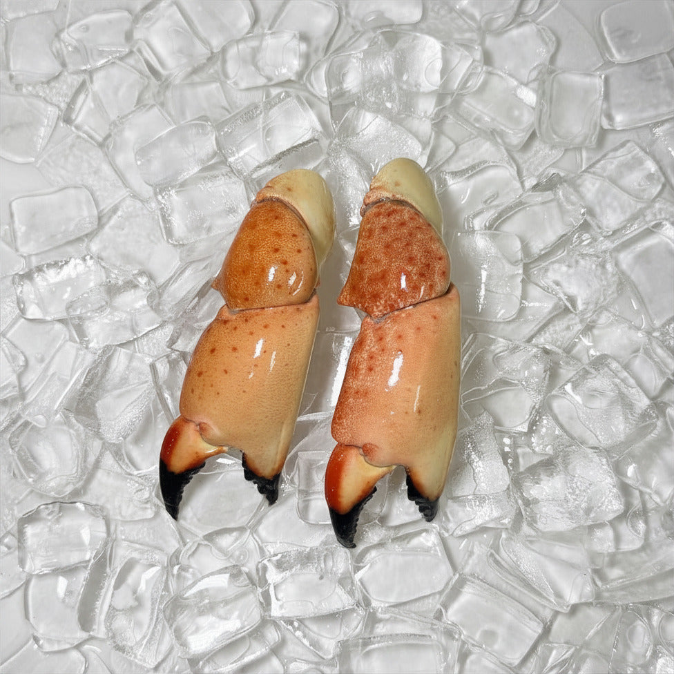 Medium stone crab claw front view