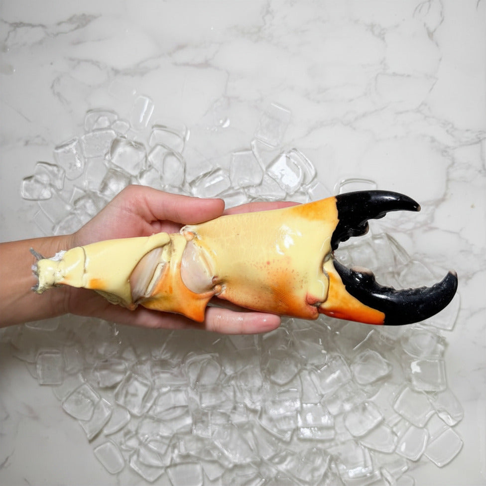 Image of Mega Colossal Stone Crab Claws