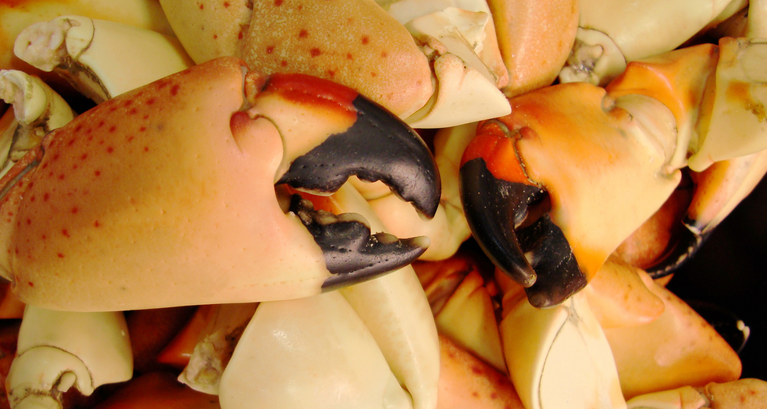 Close-up of a crab's claws with detailed texture and color.