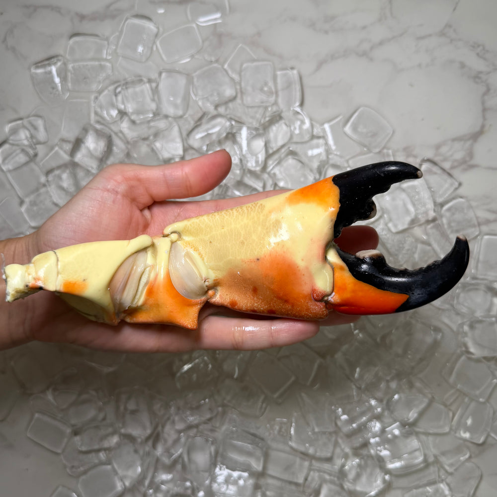 Image of Colossal Stone Crab Claws