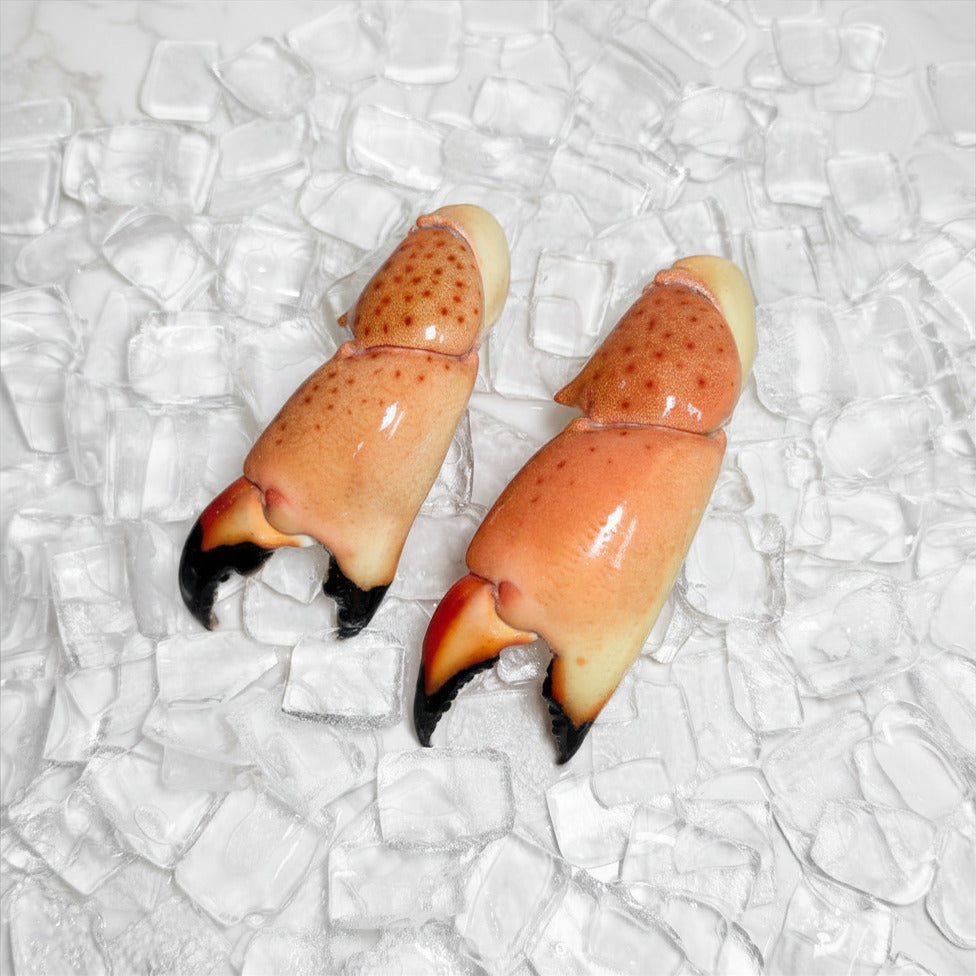 large stone crab claw front view